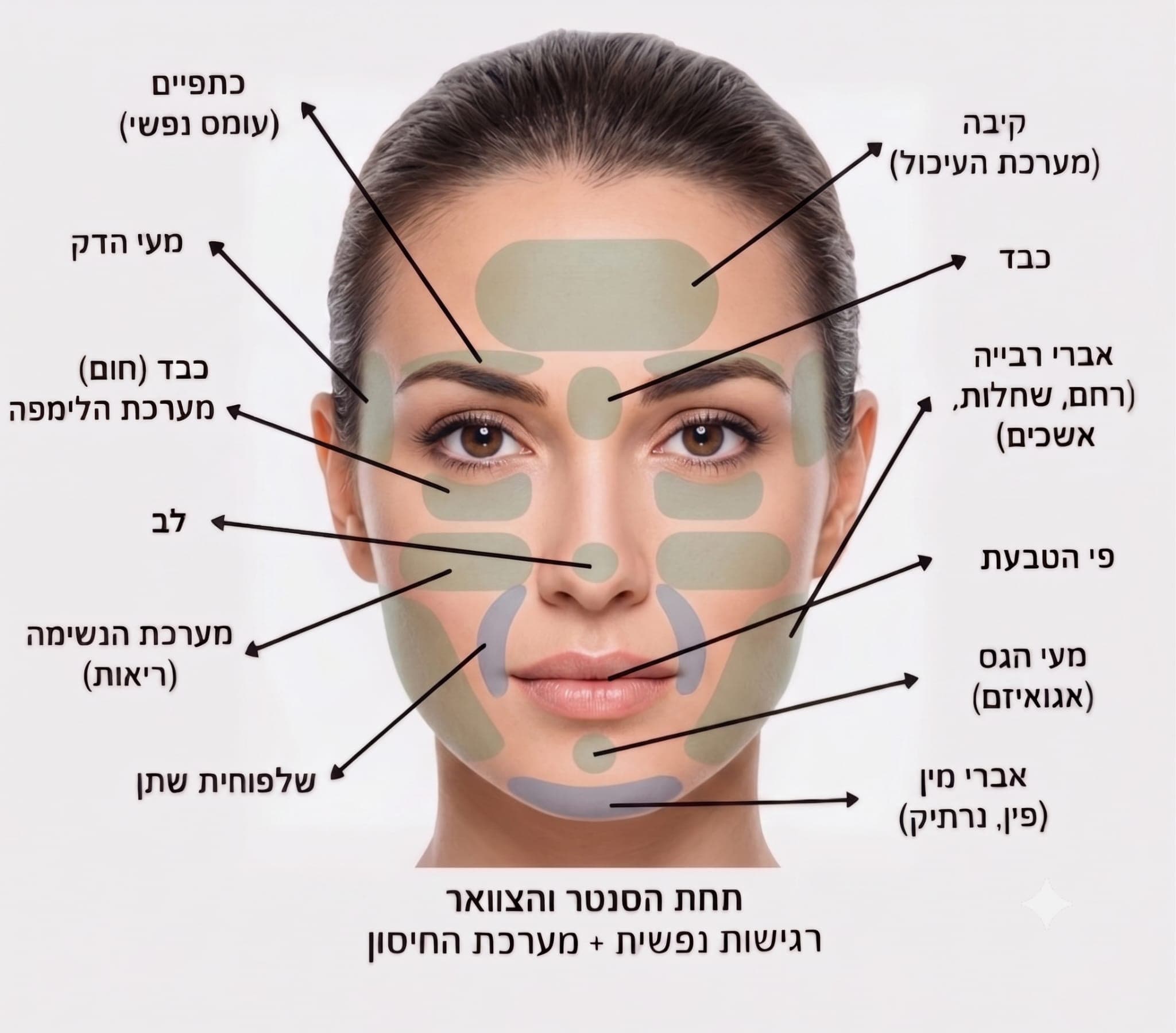מפת הפנים - אזורי הפנים המשקפים את מערכות הגוף השונות לפי שיטת פיור הרבל